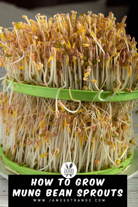 Two Methods For Growing Mung Bean Sprouts James Strange
