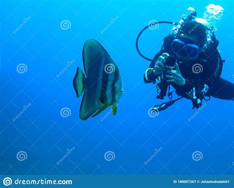 Batfish And Scuba Diver Editorial Photography Image Of Fish 188007267