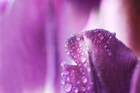 Flower Petal With Water Droplets Macro Stock Photo Image Of