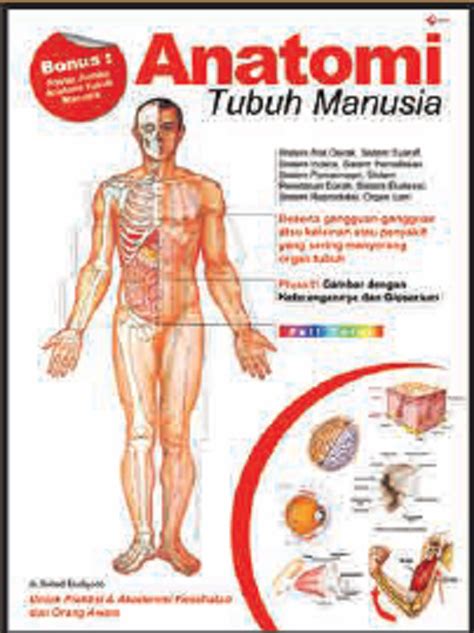 Gambar Anatomi Tubuh Manusia Newstempo