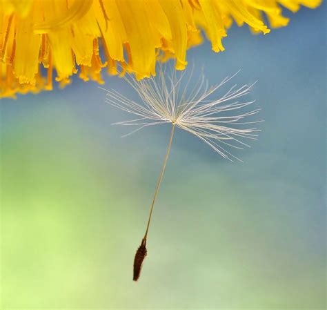 Dandelion Pusteblume Fotokunst Julia Delgado Flickr