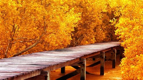 Nature Landscape Pier Water Wooden Surface Trees Yellow Leaves