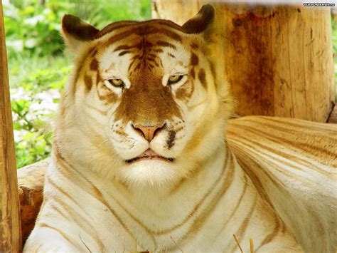 Pets and Animals: Golden Tiger