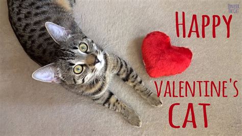 Happy Valentines Cat Youtube