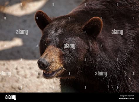 American Black Bear Ursus Americanus Stock Photo Alamy