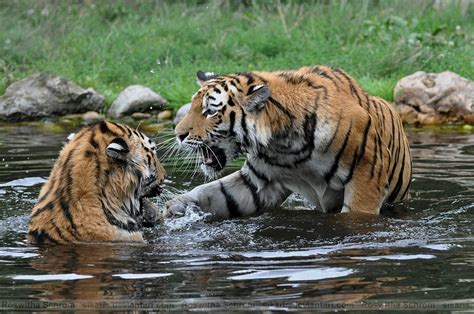 Siberian Tiger 016 Play Fighting By Sikaris On Deviantart