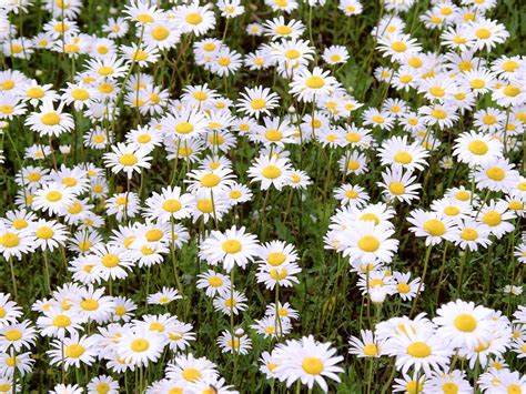 Daisy Field Free Photo Download Freeimages