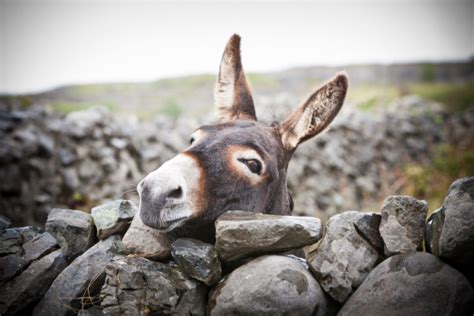 Nice Irish Donkey Behind A Stone Wall Stock Photo Download Image Now