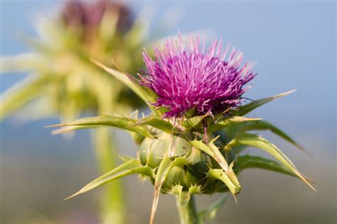 How To Deal With Thistles Better Lawns And Garden