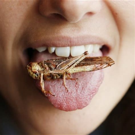 8 Edible Bugs That Could Help You Survive Eat Tomorrow Blog