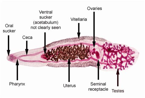 They are principally parasites of the liver of various mammals, including humans. Creepy Dreadful Wonderful Parasites: May 2014