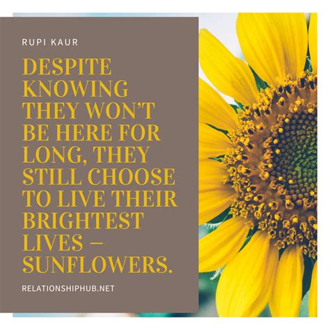 43 Beautiful Sunflower Quotes That Are Inspiring Relationship Hub