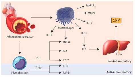 Jcm Free Full Text Inflammation As A Therapeutic Target In