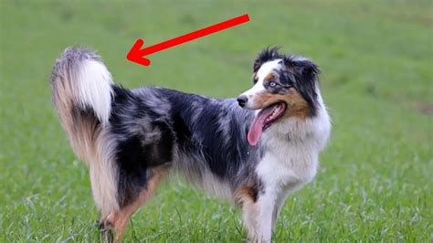 Are Australian Shepherds Born With Tails Fully Explained