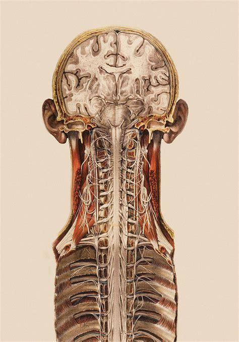 Central Nervous System Anatomy Photograph By Mehau Kulyk Pixels