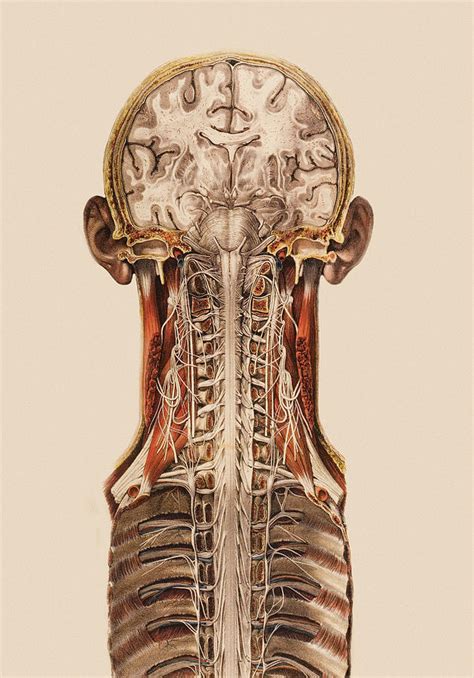 Select from premium central nervous system of the highest quality. Central Nervous System Anatomy Photograph by Mehau Kulyk