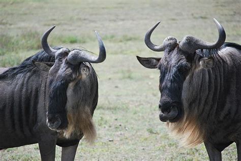 Wildebeest Animal Facts Connochaetes Taurinus Az Animals