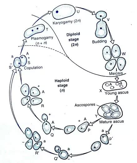Reproduction In Yeast Vegetative And Sexual Reproduction ~ Sciences World