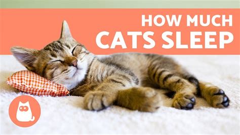 How Much Do Cats Sleep Per Day 🐱 Kittens Adults And Seniors Youtube