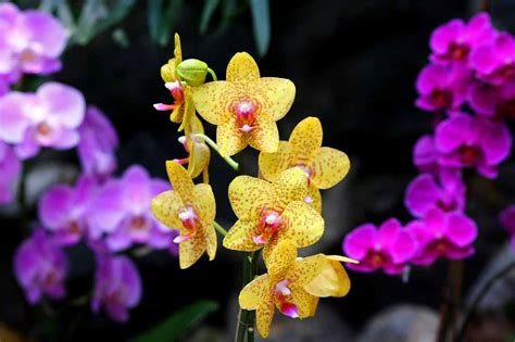Orquideas Hábitat Tipos De Crecimiento Reproducción Hoja Y Flor Naturaleza Y Ecología