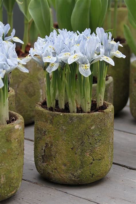 Planting Iris Bulbs In Pots