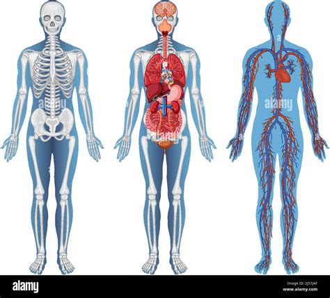Anatomical Structure Human Bodies Illustration Stock Vector Image And Art