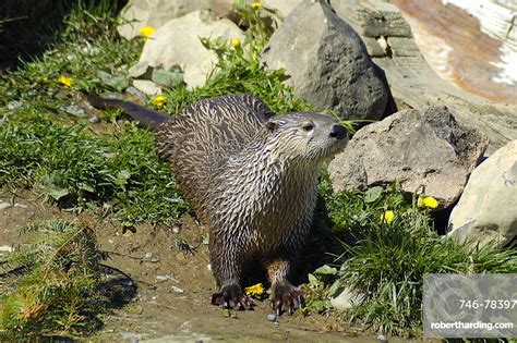 North American River Otter Lutra Stock Photo
