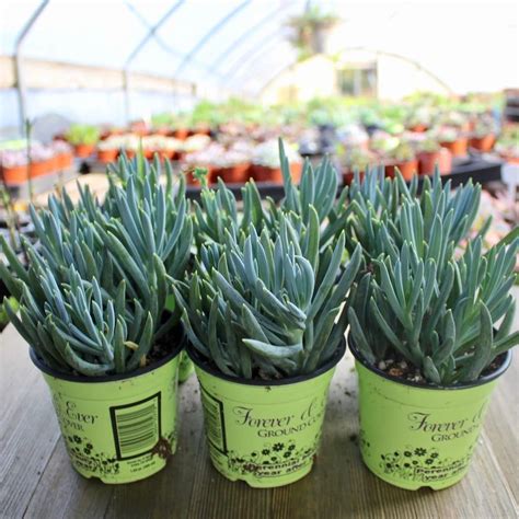 Please compare to other sellers our longer 60 day money back return/guarantee on this item.we pack carefully and. Blue Chalk Sticks Succulent - Senecio serpens | Succulents ...