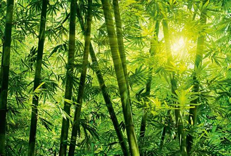 Download Bamboo Forest With Bright Sun Wallpaper
