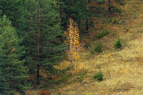 Autumn Forest Landscape One Birch Tree Among Evergreen Pine Trees