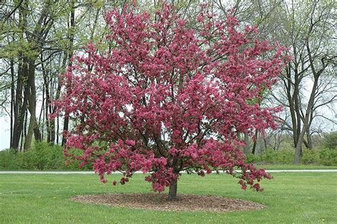 Purple Prince Crabapple Organic Lawn Deciduous Trees How To Attract