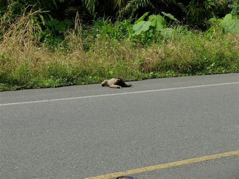 Growing Up Tales From Costa Rica 1 Why Did The Sloth Cross The Road