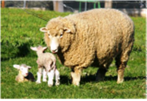 Most Popular Breed Of Sheep For Your Homesteading Needs Pet Sheep