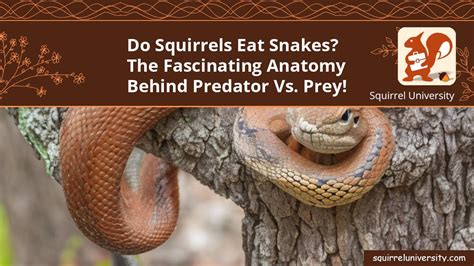Do Squirrels Eat Snakes The Fascinating Anatomy Behind Predator Vs