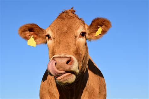 Animal Cow Calf And Field 4k Hd Wallpaper