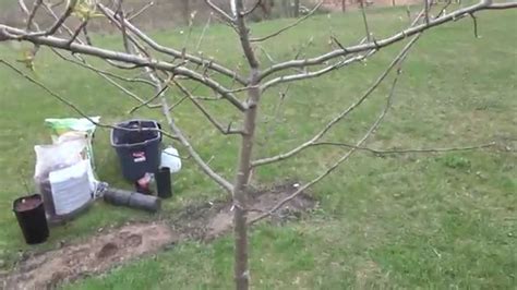 How To Root A Cutting From An Apple Tree