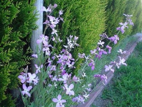Night Scented Stock Seeds Non Gmo Etsy