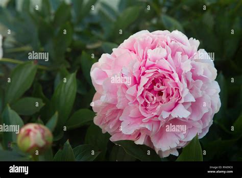 Pink Peony Flowers Stock Photo Alamy