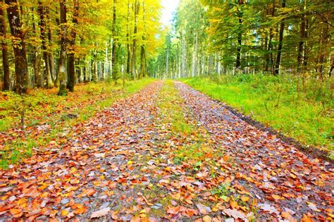 Autumn German Forest With Sun Beam And Road Stock Photo Image Of