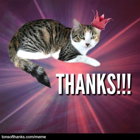 51 Nice Thank You Memes With Cats Thank You Memes Memes Funny Memes