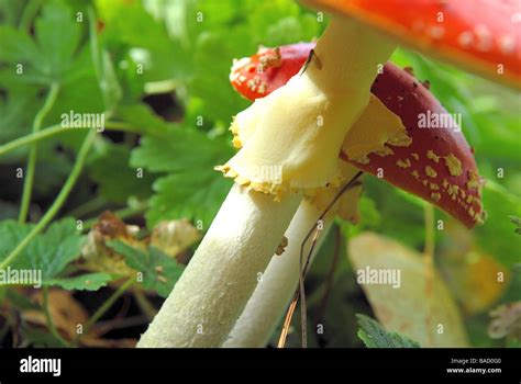 Close Up Of Fly Agaric Mushrooms Amanita Muscaria Stock Photo Alamy