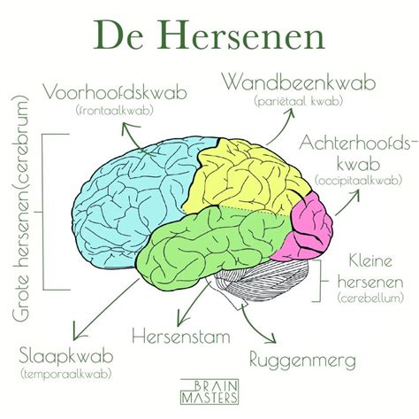 Menselijk Brein Anatomiediagram Menselijk Lichaam Hersenen Anatomie