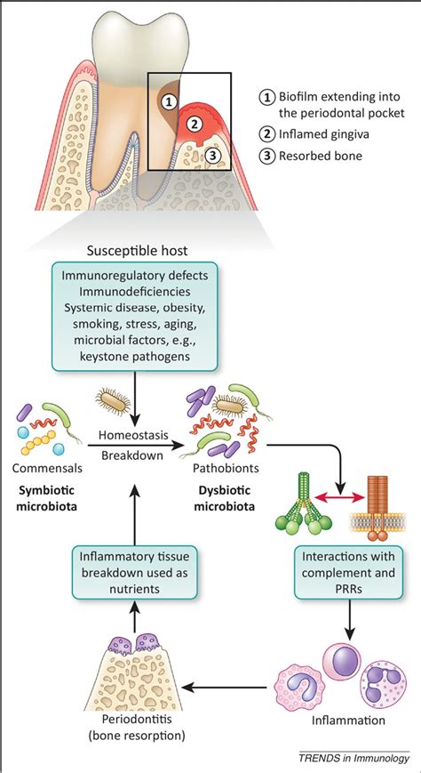 Immunomicrobial Pathogenesis Of Periodontitis Keystones Pathobionts And Host Response