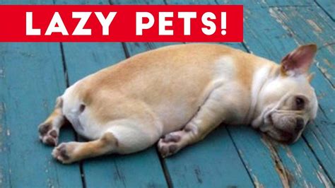 Laziest Pets Cute And Funny Animals Compilation Of 2017