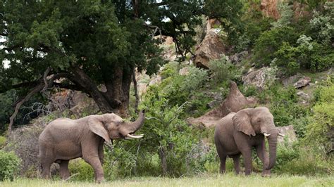 Mapungubwe National Park Attractions Lonely Planet