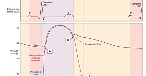 Diagrama De Wiggers Do Ciclo Cardíaco