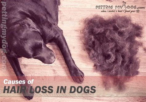What Causes Puppy Hair Loss