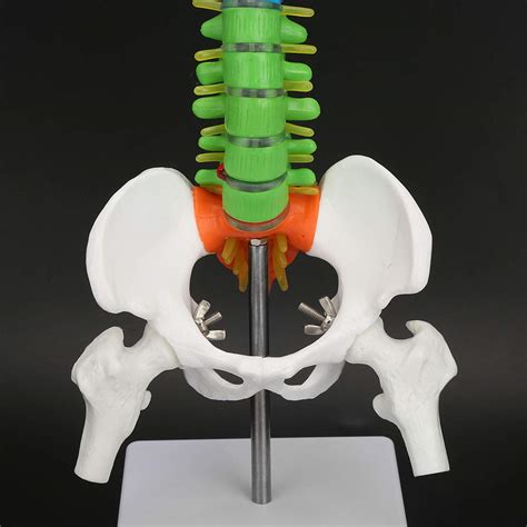 Human Spine Model Colored Flexible Scientific Anatomical Human Skeleton