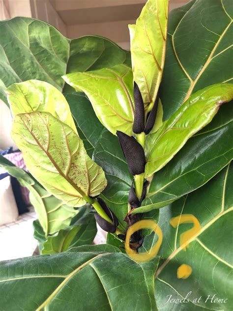 Fresh figs have a sweet, honeyed taste and a soft (some might say squishy) texture. Tips on Pruning your Fiddle Leaf Fig Tree - Get in Shape ...