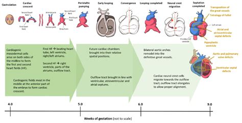 Cardiac Development In The Human Embryo This Schematic Shows The